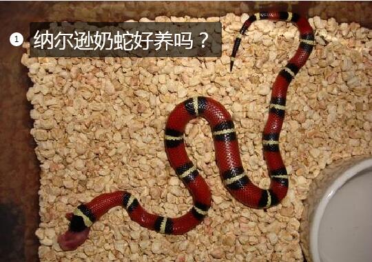 纳尔逊奶蛇好养吗?
