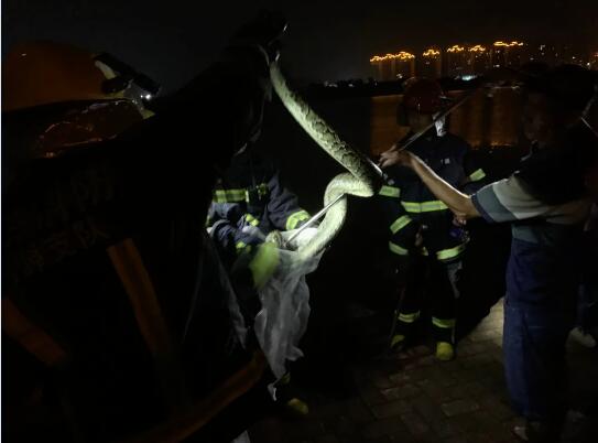 河源一江边水沟有蟒蛇出没!消防出手捕捉长约10米、重30斤大蟒蛇!