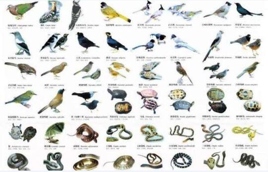 2020年国家禁食的野生动物名单都有哪些？