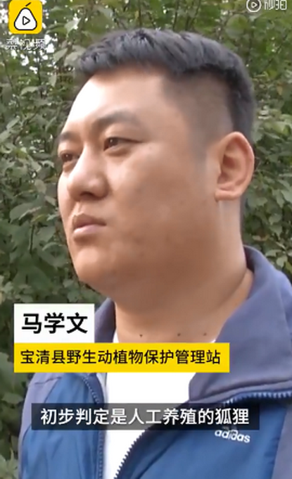 30只人工养殖狐狸被“放生”荒山!盲目放生实为“杀生”!