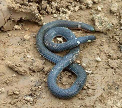 钝尾两头蛇几级保护动物？