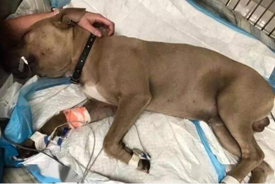 美国斗牛犬舍命救主被毒蛇咬伤去世!