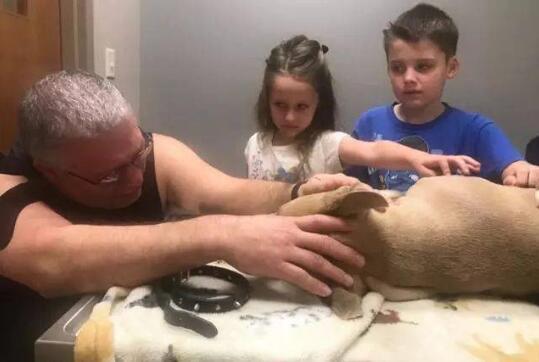 美国斗牛犬舍命救主被毒蛇咬伤去世!