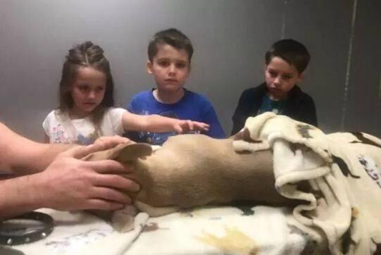 美国斗牛犬舍命救主被毒蛇咬伤去世!