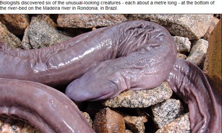 新盲蛇品种、巴西怪异的新盲蛇物种什么盲蛇？