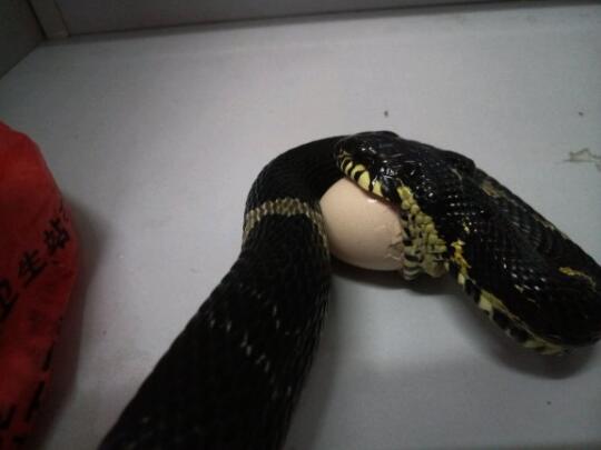 棕黑锦蛇吃鸡蛋图片1