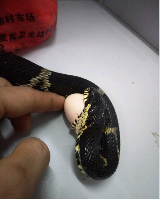 棕黑锦蛇吃鸡蛋图片2