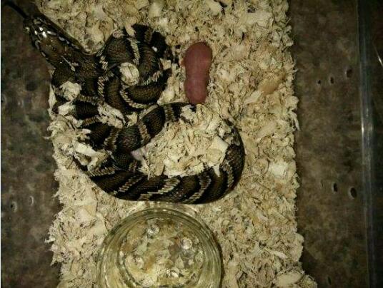 棕黑锦蛇有没有牙齿?