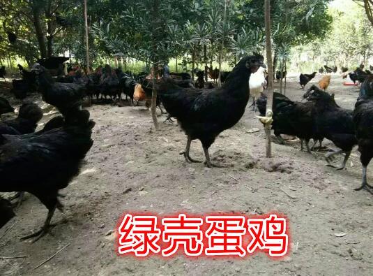 2020年10月13日绿壳蛋鸡价格行情、今日绿壳蛋鸡多少钱一斤?