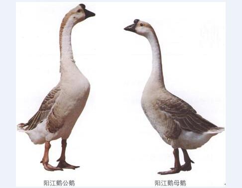 2020年10月15日阳江鹅价格行情、今日阳江黄鬃鹅多少钱一斤?