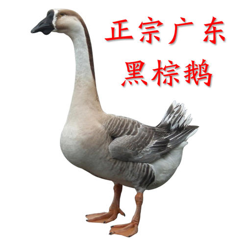 2020年10月15日黑棕鹅价格行情、今日乌棕鹅、黑鬃鹅多少钱一斤?