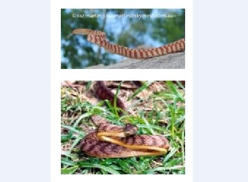 澳大利亚蛇类：游蛇科常见蛇类介绍