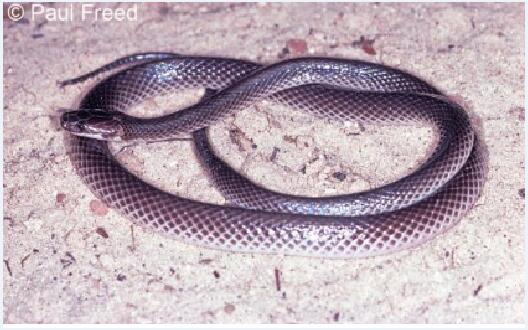 澳大利亚蛇类：游蛇科常见蛇类介绍图片15