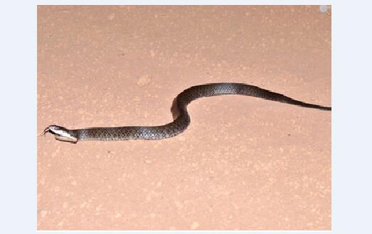 澳大利亚蛇类：游蛇科常见蛇类介绍图片16