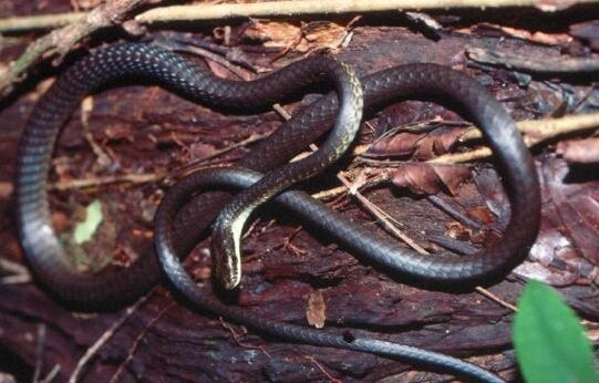 澳大利亚蛇类：游蛇科常见蛇类介绍图片5