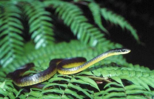 澳大利亚蛇类：游蛇科常见蛇类介绍图片6
