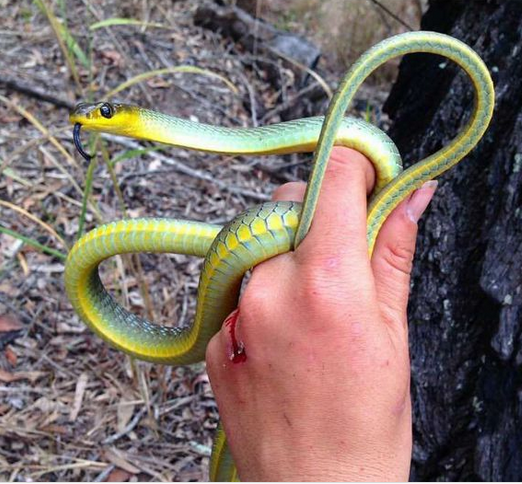 澳大利亚蛇类：游蛇科常见蛇类介绍图片8