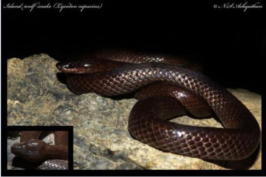 澳大利亚蛇类：游蛇科常见蛇类介绍图片9