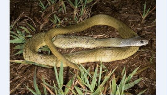 澳大利亚蛇类：游蛇科常见蛇类介绍图片17