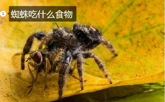 蜘蛛吃什么食物图片1
