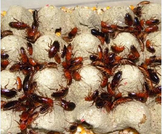 蜘蛛吃什么食物图片2