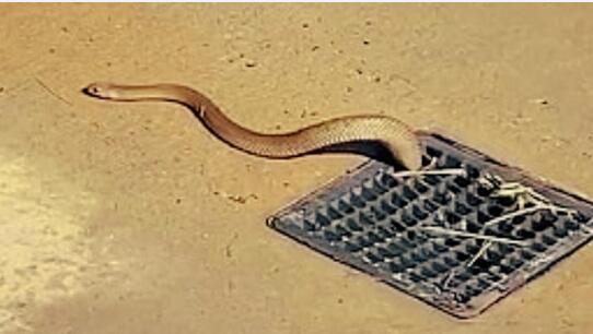 吓人！澳洲世界第2毒“东部拟眼镜蛇”从公共淋浴间排水孔探出！