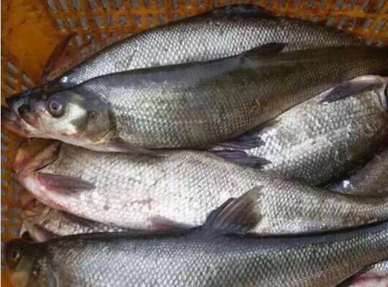 2020年10月17日白鱼价格行情、今日翘嘴鲌鱼多少钱一斤？