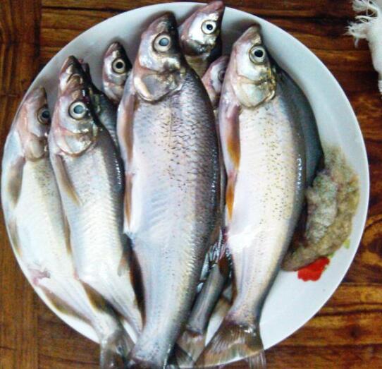 2020年10月17日白鱼价格行情、今日翘嘴鲌鱼多少钱一斤？