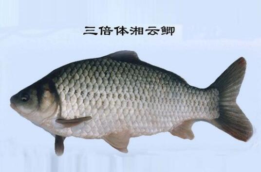 2020年10月17日湘云鲫价格行情、今日工程鲫、湘云鲫鱼多少钱一斤?