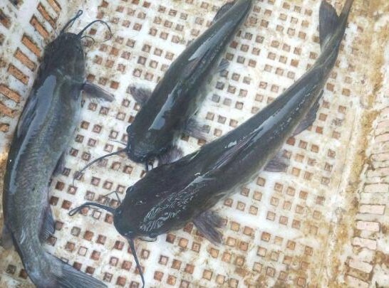 2020年10月20日黑鮰鱼价格行情、今日黑鮰鱼多少钱一斤?