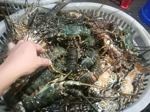 2020年10月21日越南青龙虾价格行情、今日越南青龙虾多少钱一斤?