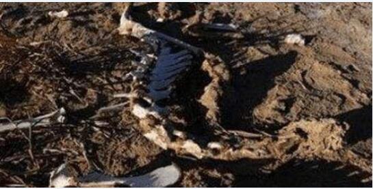 罗布泊核爆毁灭巨型蜥蜴真实照片