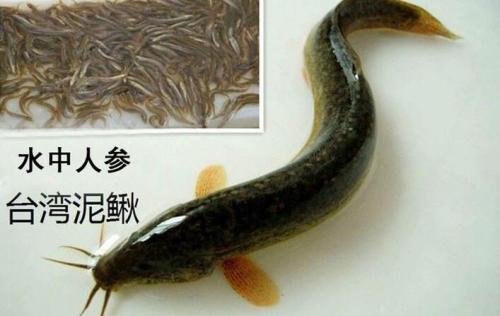 2020年10月22日台湾泥鳅价格行情、今日台湾泥鳅多少钱一斤?