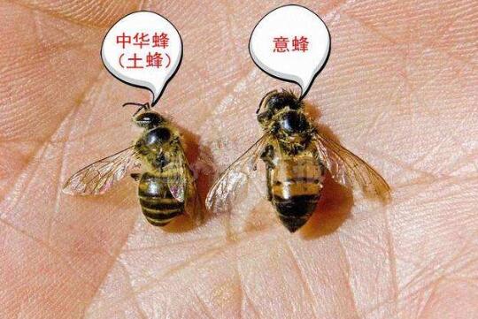 2020年10月22日意蜂价格行情、今日意大利蜂多少钱一箱?