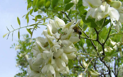 2020年10月22日槐花蜜价格行情、今日槐花蜜多少钱一斤?