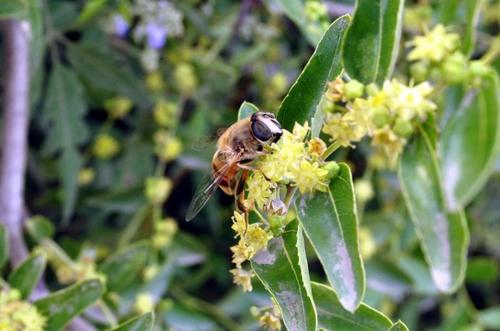 2020年10月23日枣花蜜价格行情、今日枣花蜜多少钱一斤?
