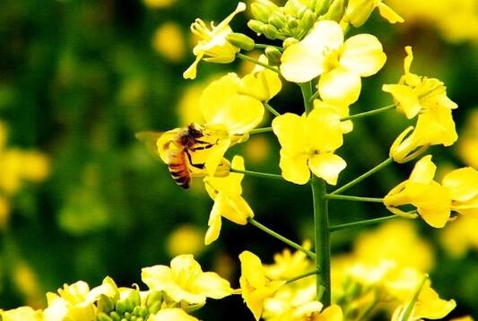 2020年10月23日油菜蜜价格行情、今日油菜花蜜多少钱一斤?