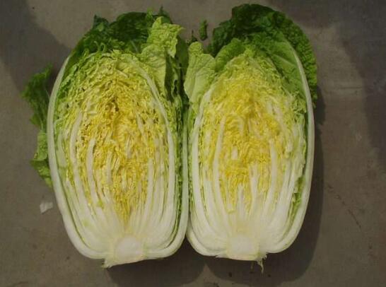 2020年10月23日黄心白菜价格行情、今日黄心大白菜多少钱一斤?