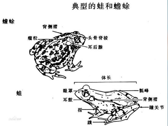 蛤蟆和青蛙的区别在哪