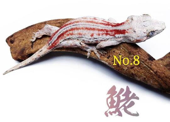 盖勾亚守宫图片