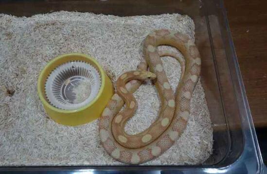 玉米蛇日常饲养小知识分享！