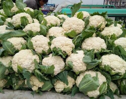 2020年10月25日白花菜花价格行情、今日白花花椰菜多少钱一斤?