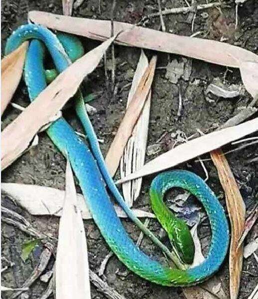 网传蛇友拍到绿头蓝身蛇变异蛇是真的吗？