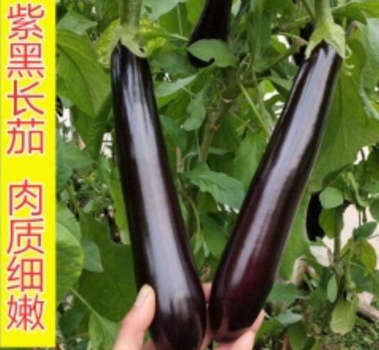 2020年10月26日黑长茄价格行情、今日黑亮长茄多少钱一斤?