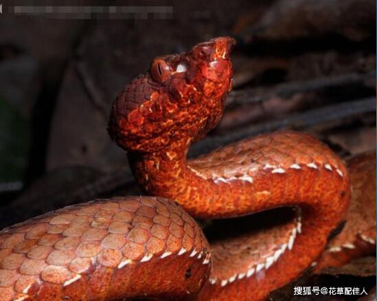 世界上最“高贵”的毒蛇-阿鲁纳恰尔蝰蛇！印度发现的毒蛇新品种！
