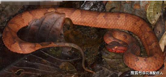 世界上最“高贵”的毒蛇-阿鲁纳恰尔蝰蛇！印度发现的毒蛇新品种！
