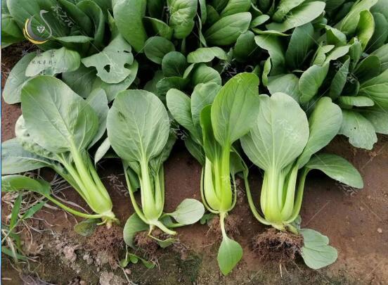 2020年10月29日青梗菜价格行情、今日青梗菜多少钱一斤?