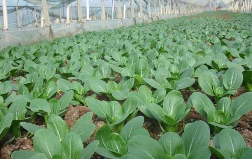 2020年10月29日青梗菜价格行情、今日青梗菜多少钱一斤?