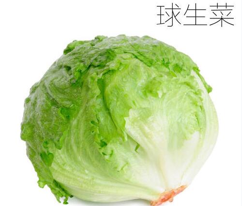 2020年10月29日球生菜价格行情、今日结球生菜多少钱一斤？