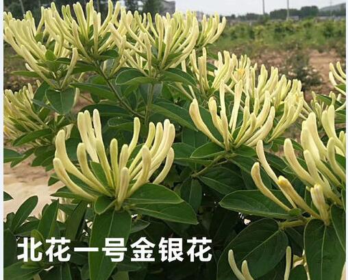 2020年10月29日北花1号金银花价格行情、今日北花1号金银花多少钱一斤?